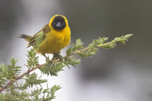 Tanzania Wildlife Images Drucke: Bertram's weaver, Ploceus bertrandi