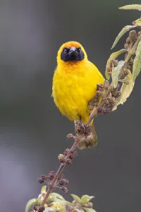 African Fauna Photography Drucke: Bertram's weaver, Ploceus bertrandi