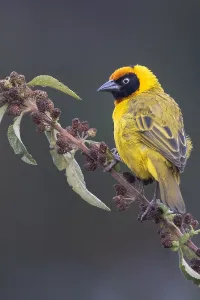 Tanzania Wildlife Photos Drucke: Bertram's weaver, Ploceus bertrandi