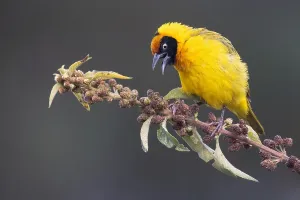 African Fauna Images Drucke: Bertram's weaver, Ploceus bertrandi