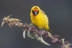 Tanzania Wildlife Images Drucke: Bertram's weaver, Ploceus bertrandi