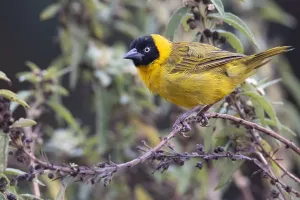 African Fauna Images Drucke: Bertram's weaver, Ploceus bertrandi