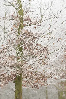 Europe Winter Scene Drucke: Beuk, Beech, Fagus sylvatica