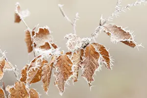 Close Up Leaf Detail Drucke: Beuk, Beech, Fagus sylvatica