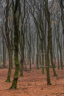 Gerahmter Druck : Beukenbos, Buchenwald Gerahmter Druck : Beukenbos, Buchenwald