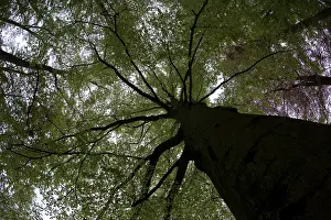 Bilder Datiert 2. Mai 2010: Beukenbos; Eichenwald