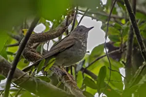 Central America Fauna Drucke: Bicknell's thrush, Catharus bicknelli