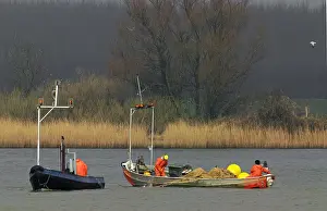 Biesbosch, Biesbosch
