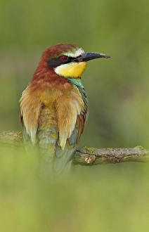 Merops Apiaster Images Drucke: Bijeneter, European bee-eater, Merops Apiaster