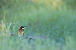 Merops Apiaster Images Drucke: Bijeneter, European bee-eater, Merops Apiaster