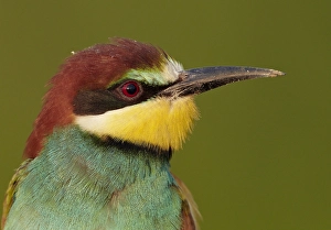 Bienenfresser, Europäischer Bienenfresser, Merops Apiaster