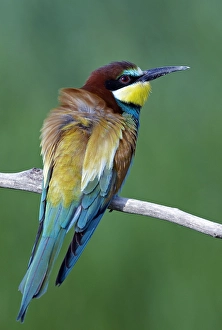 Bee Eater Species Drucke: Bijeneter, European bee-eater, Merops Apiaster