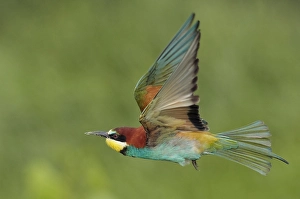 Bienenfresser, Europäischer Bienenfresser, Merops Apiaster