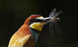 Wild Bird Species Drucke: Bijeneter, European Bee-eater, Merops apiaster