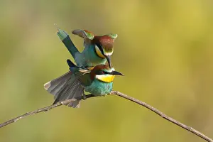 European Bird Behaviour Drucke: Bijeneter, European Bee-eater, Merops apiaster