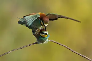 Mai Drucke: Bienenfresser, Europäischer Bienenfresser, Merops apiaster