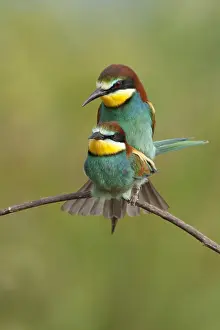 Bienenfresser, Europäischer Bienenfresser, Merops apiaster