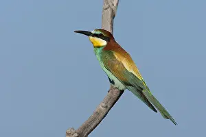 Mai Drucke: Bienenfresser, Europäischer Bienenfresser, Merops apiaster