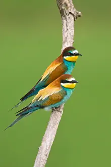 Bienenfresser, Europäischer Bienenfresser, Merops apiaster