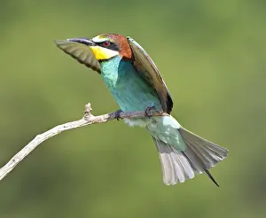 Merops Apiaster Drucke: Bijeneter, European Bee-eater, Merops apiaster
