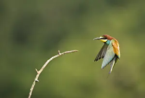 Merops Apiaster Drucke: Bijeneter, European Bee-eater, Merops apiaster