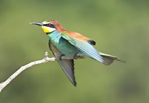 Colorful Birds Drucke: Bijeneter, European Bee-eater, Merops apiaster