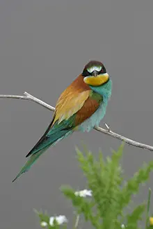 Merops Apiaster Drucke: Bijeneter, European Bee-eater, Merops apiaster