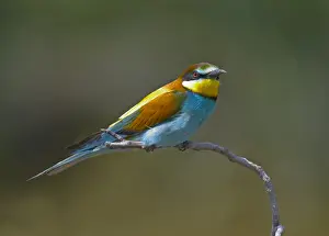 Merops Apiaster Drucke: Bijeneter, European Bee-eater, Merops apiaster