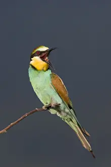 Merops Apiaster Drucke: Bijeneter, European Bee-eater, Merops apiaster