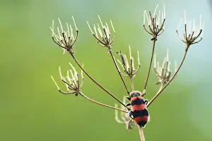 Trichodes Apiarius Drucke: Bijenwolf, Trichodes apiarius