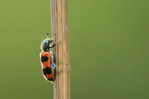 Trichodes Apiarius Drucke: Bijenwolf, Trichodes apiarius