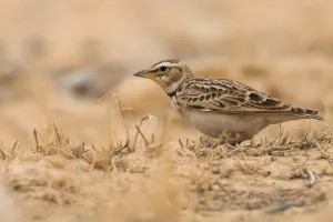 Bilder Datiert 28. März 2018: Bimakulierter Lerche