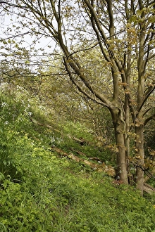Bilder vom 29. April 2005: Innere Dünenerhebung