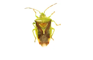 White Background Insect Photography Drucke: Birch Shield Bug, Elasmostethus interstinctus
