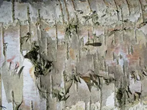 European Birch Species Drucke: Detail of birch tree in the Netherlands
