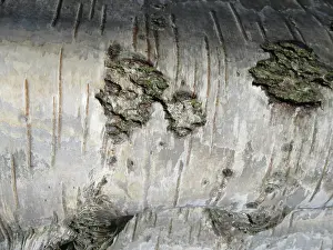 European Birch Species Drucke: Detail of birch tree in the Netherlands