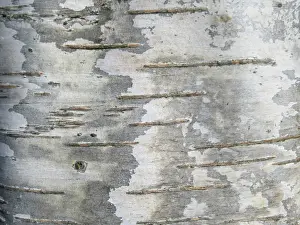 European Birch Species Drucke: Detail of birch tree in the Netherlands