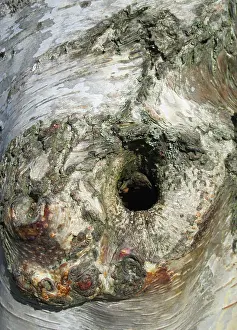 European Birch Species Drucke: Detail of birch tree in the Netherlands