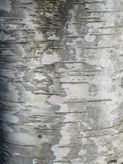 European Deciduous Tree Species Drucke: Detail of birch tree in the Netherlands