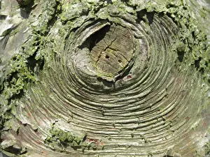 European Birch Species Drucke: Detail of birch tree in the Netherlands