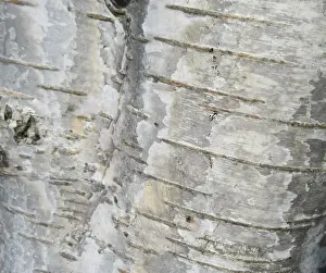 Nature Photography Holland Drucke: Detail of birch tree in the Netherlands