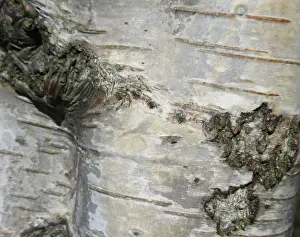European Birch Species Drucke: Detail of birch tree in the Netherlands