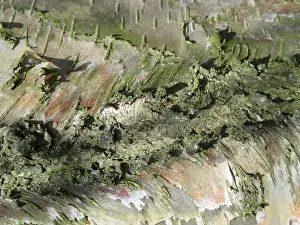 European Birch Tree Drucke: Detail of birch tree in the Netherlands