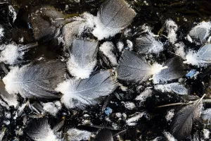 Black And White Bird Images Drucke: Bird feathers