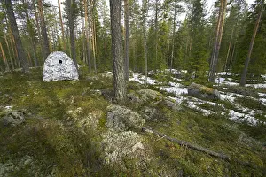 Bird Photography In Europe Drucke: Bird hide standing at forest