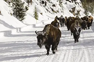 Bison In Snow Drucke: Bison, Bison bison