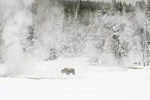 Bison In Winter Drucke: Bison, Bison bison