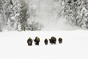 Bison In Winter Drucke: Bison, Bison bison
