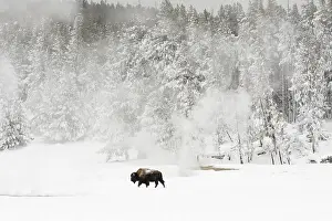 Bison In Winter Drucke: Bison, Bison bison