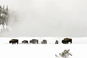 Januar Drucke: Bison, Bison bison